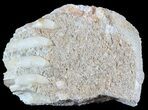 Unusual Fossil Fossil Fish (Brychaetus) Teeth - Morocco #50538-1